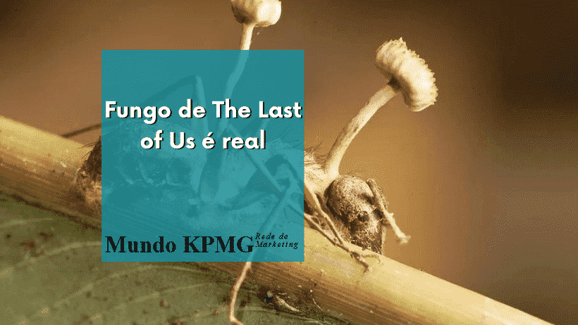 fungo