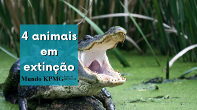 animais