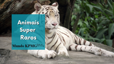 Animais Super Raros