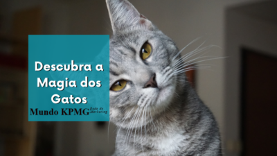 Magia dos Gatos
