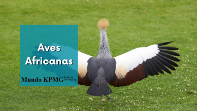 Aves Africanas