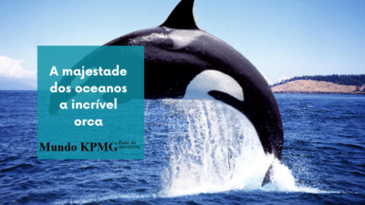 incrível orca