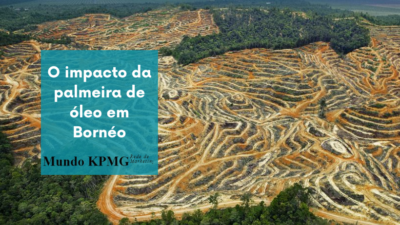 palmeira