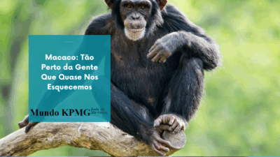 macaco